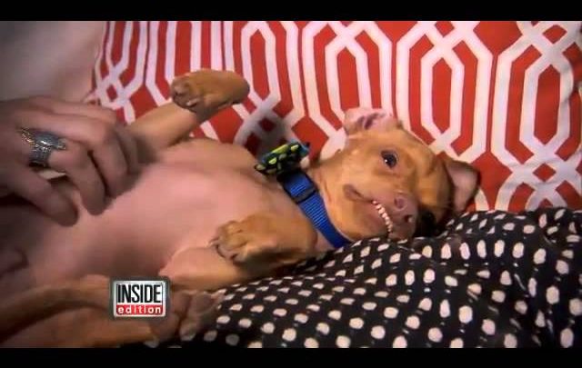 Meet Tuna the Dog!   The Hollywood Gossip