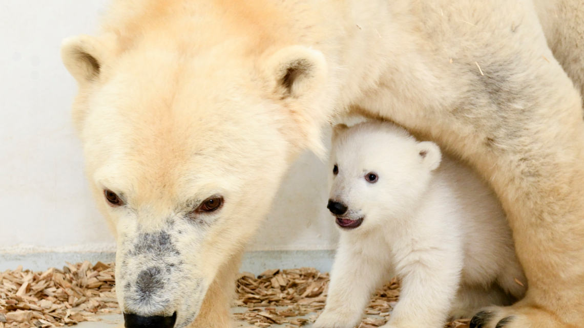 Berlin’s polar bear cub growing fast, public debut soon