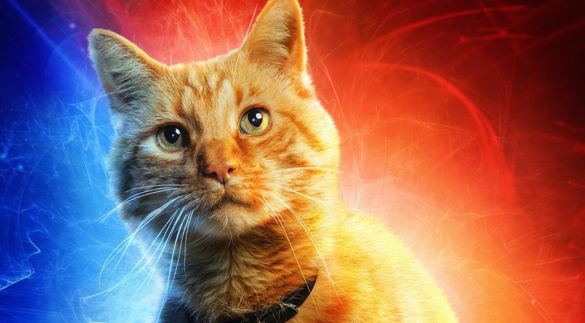 Everything you need to know about Goose, the feline scene-stealer of ‘Captain Marvel’
