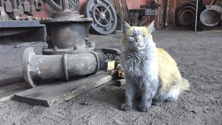 Meet Dirt, The Nevada Railway Cat That Always Looks Like He Needs A Bath
