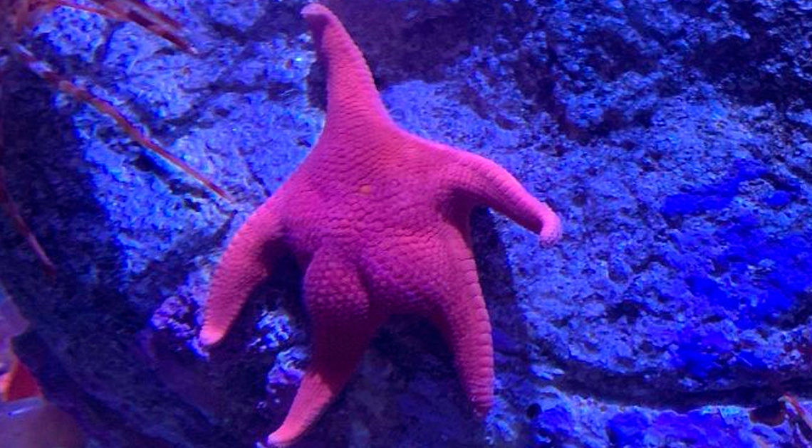 Someone Finds A Patrick-Lookalike Starfish At An Aquarium, Inspires A Funny PS Battle (20 Pics)