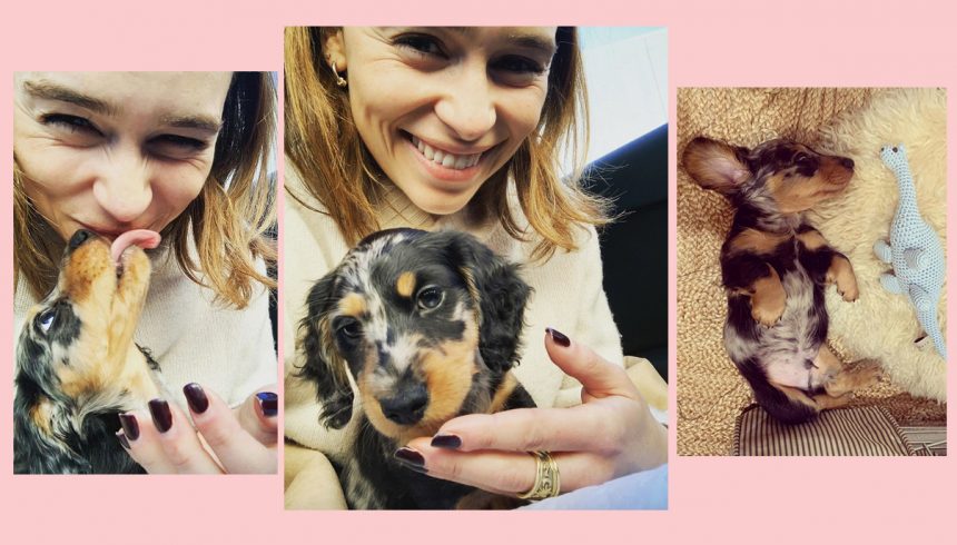 Emilia Clarke Just Got The Most ADORABLE Puppy Of All Time! – Perez Hilton