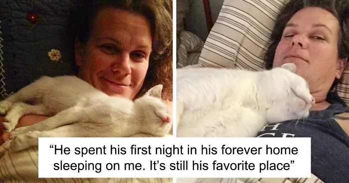 This Online Community Shares How Their Adopted Cats Looked Then & Now And Its Heartwarming (30 Pics)