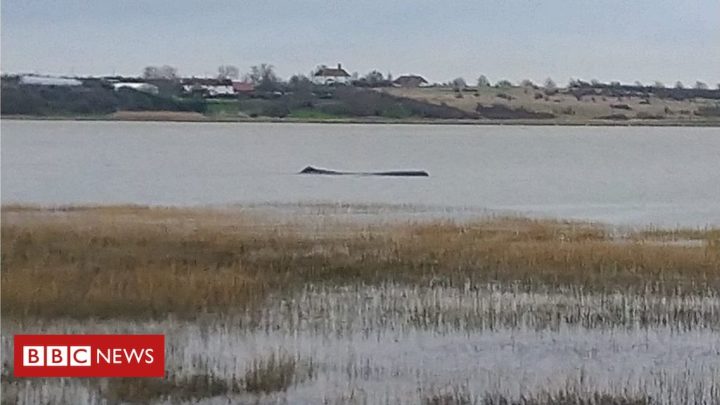 Sperm whale stuck in Thames Estuary dies