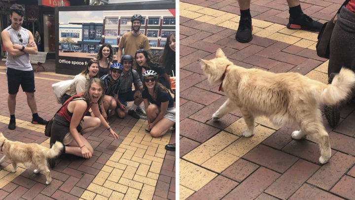Theres A Facebook Group Of 30k People In New Zealand Who Take Photos Of A Local Cat Whenever They Meet Him (30 Photos)